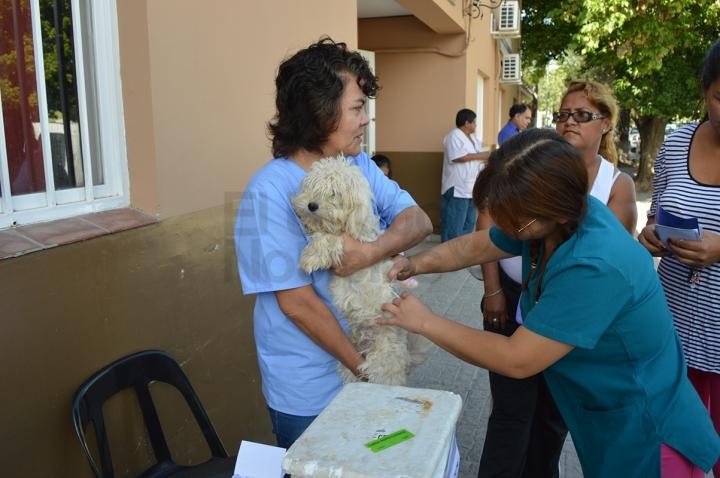 Vacunación antirrábica: comienzan las visitas de septiembre en B° Santa Ana 1