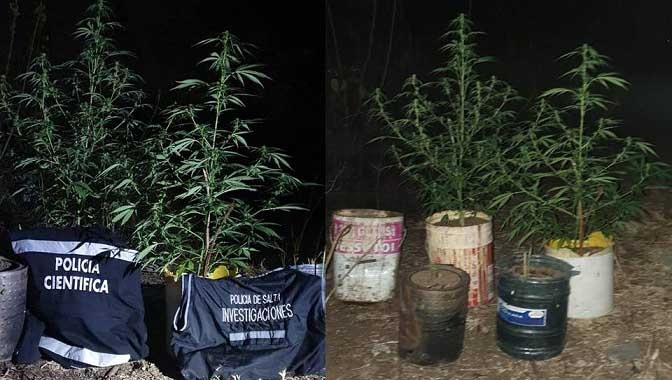 Operativo Policial, incautaron Plantines de cannabis sativa.