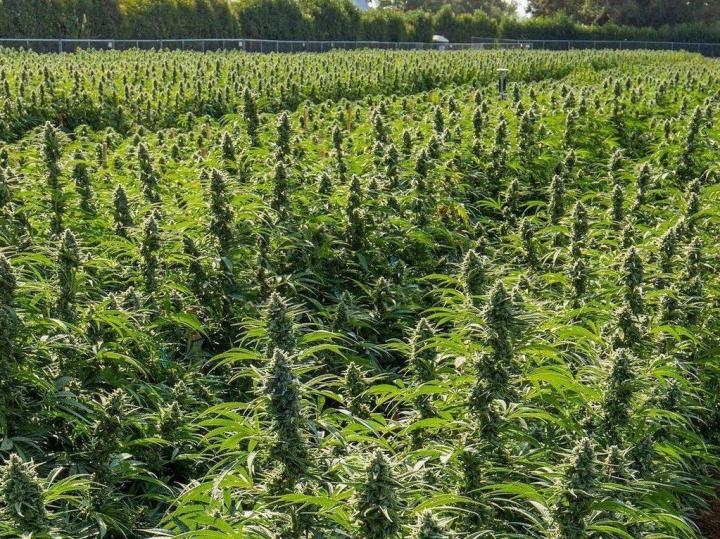 Por pedido de Sáenz, Nación autorizó un proyecto de 240 hectáreas de cannabis en Cafayate