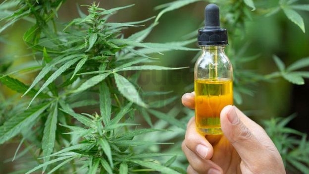 Luz verde: el Gobierno aprobó el proyecto para investigar sobre el cultivo de cannabis con fines de investigación médica y científica