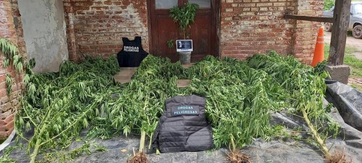 Metán: Imputado por sembrar y cultivar marihuana