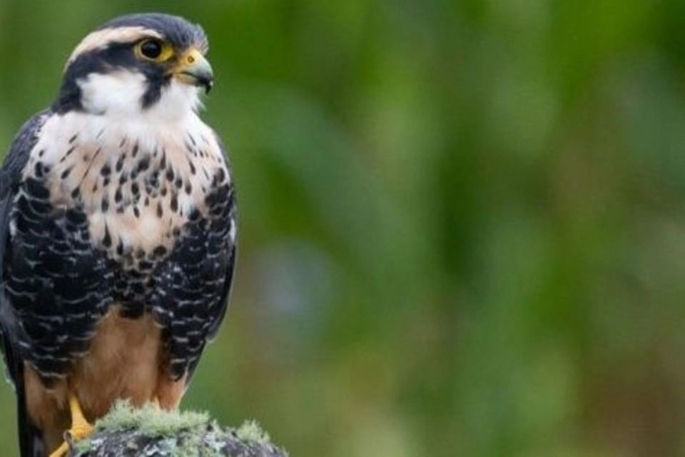 Salta volvió a liderar el ranking nacional de observación de aves
