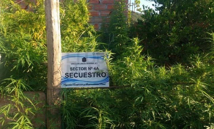 Incautaron 18 plantas de marihuana en un barrio de la zona este